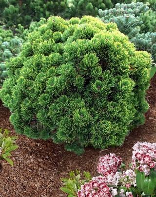 Pinus Mugo 'hesse' - View 4 from www redcrocus com