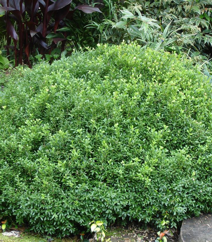 Buxus Newgen 'liberty Belle' - View 13 from www redcrocus com