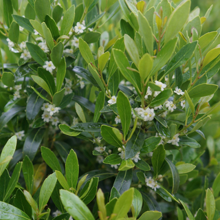 Ilex Glabra - View 34 from www redcrocus com