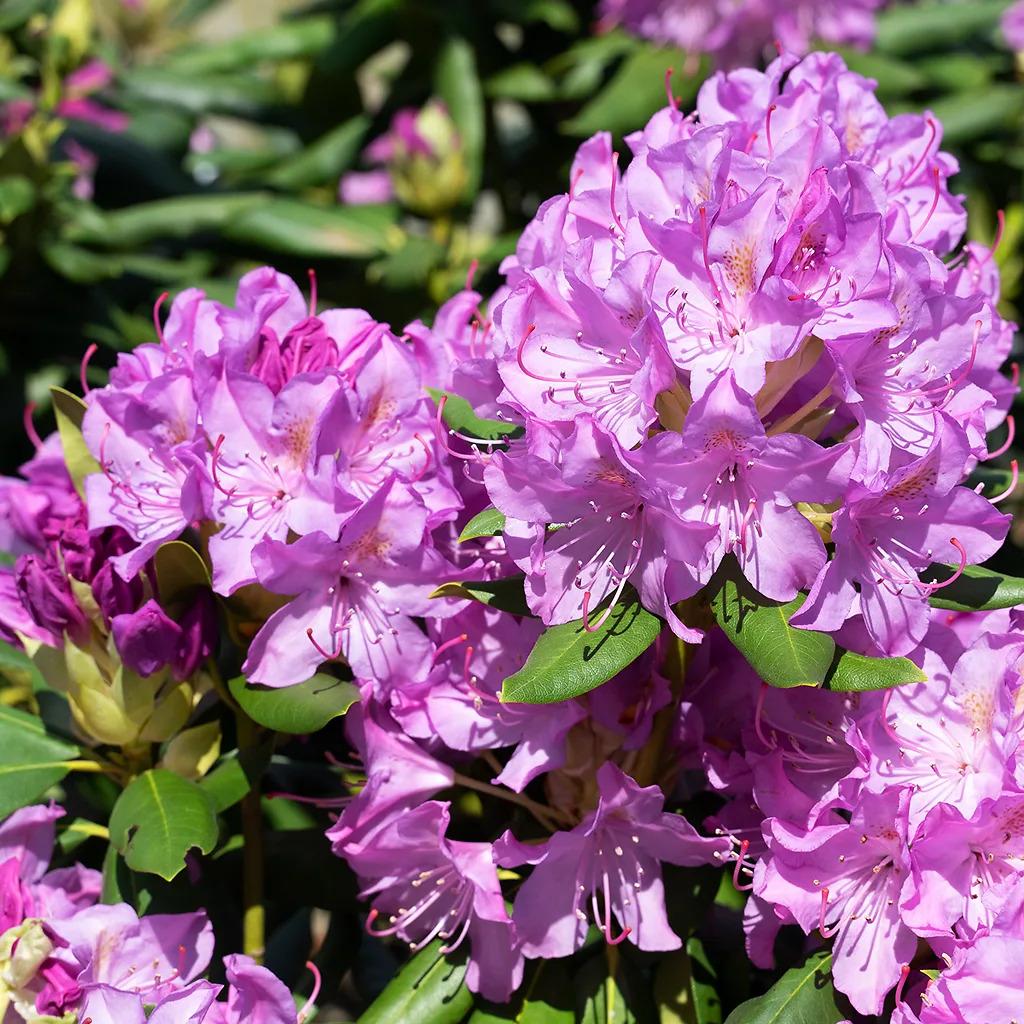 Rhododendron English Roseum - View 13 from www redcrocus com