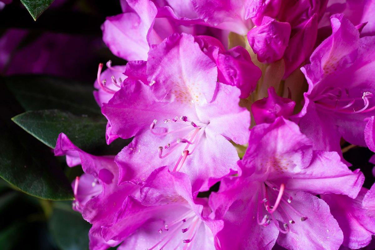 Rhododendron English Roseum - View 16 from www redcrocus com