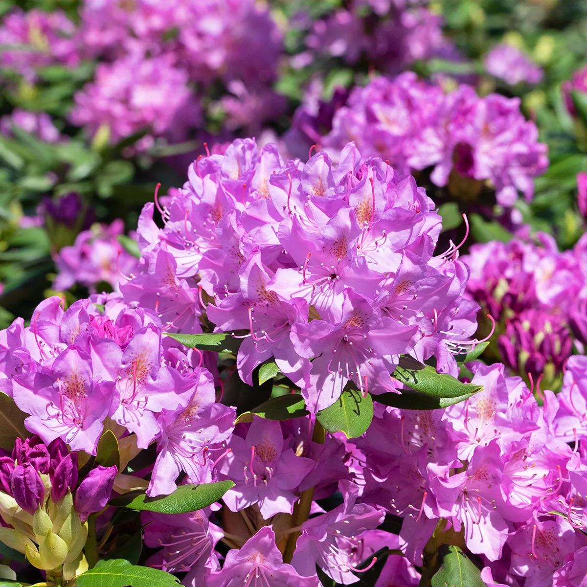 Rhododendron English Roseum - View 17 from www redcrocus com