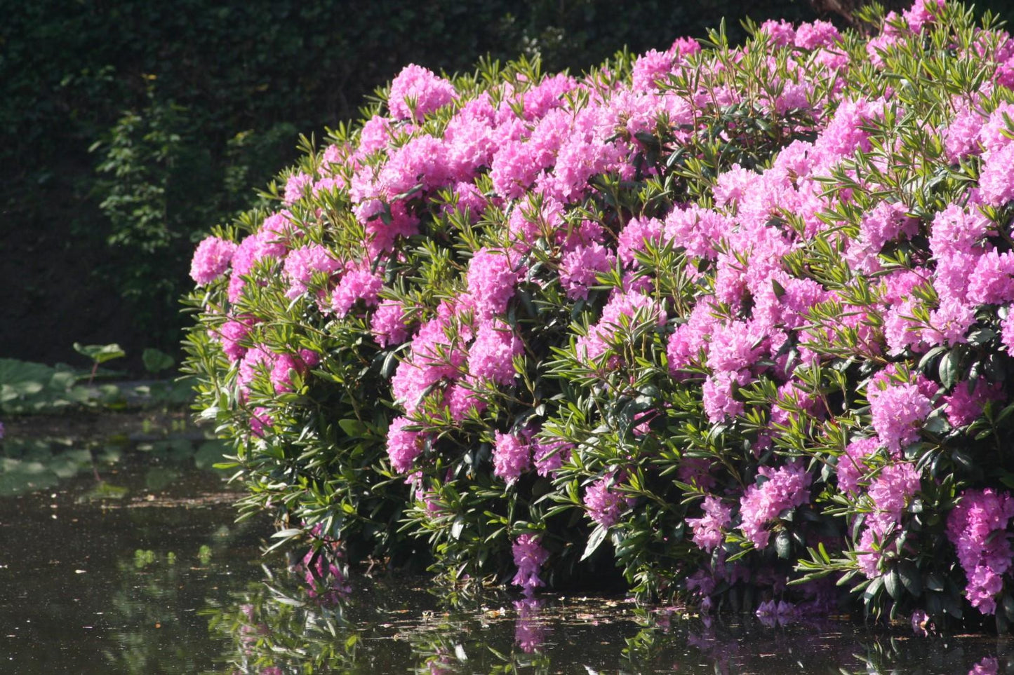 Rhododendron English Roseum - View 18 from www redcrocus com