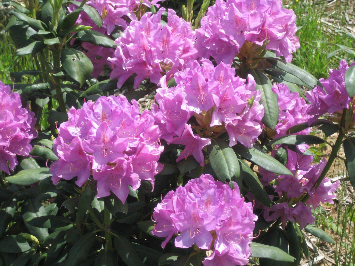 Rhododendron English Roseum - View 19 from www redcrocus com