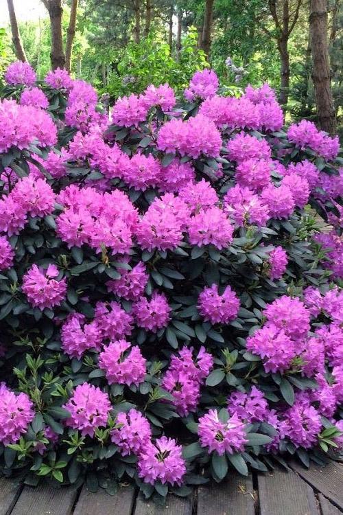Rhododendron Roseum Elegans - View 10 from www redcrocus com