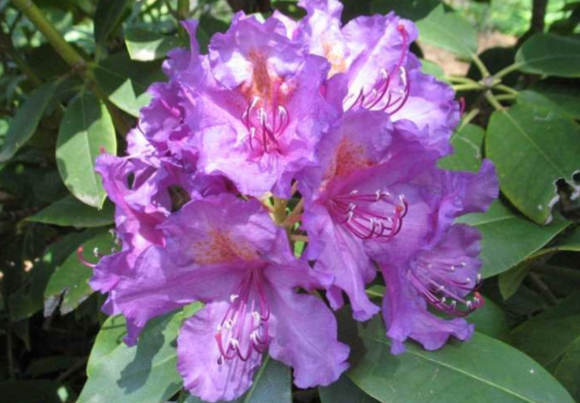 Rhododendron 'lee's Dark Purple' - View 38 from www redcrocus com