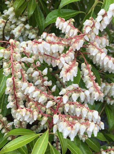 Pieris Japonica Scarlet O Hara - View 12 from www redcrocus com