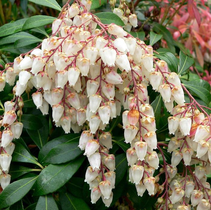Pieris Japonica Scarlet O Hara - View 9 from www redcrocus com