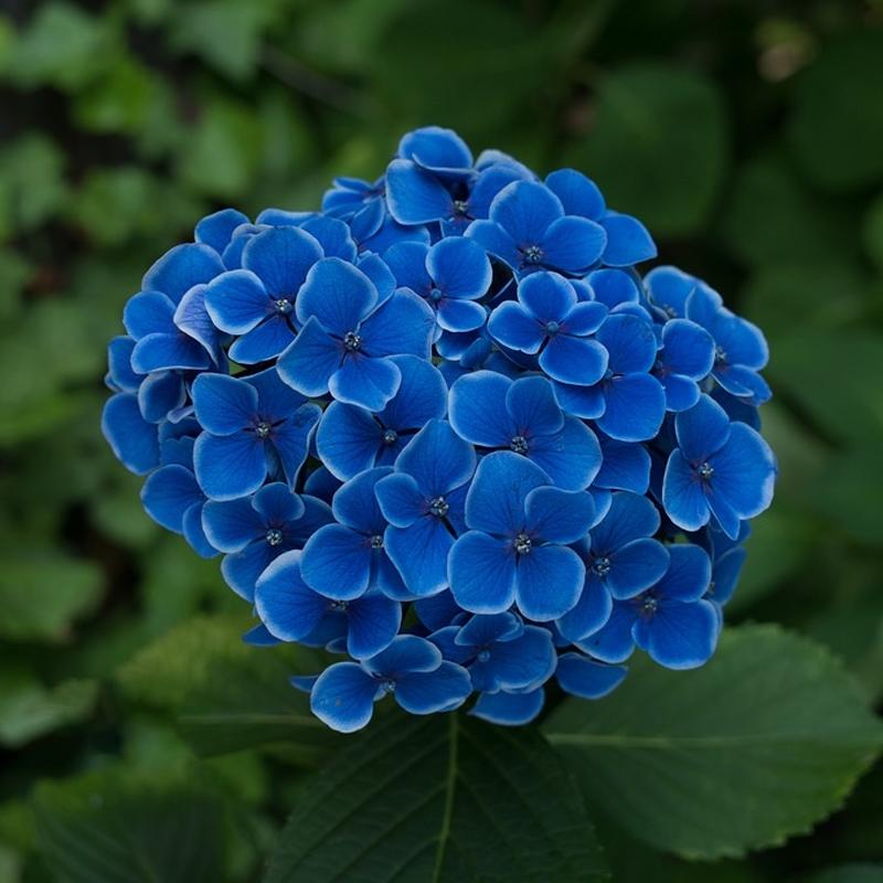 Hydrangea Macrophylla 'nikko Blue' - View 11 from www redcrocus com