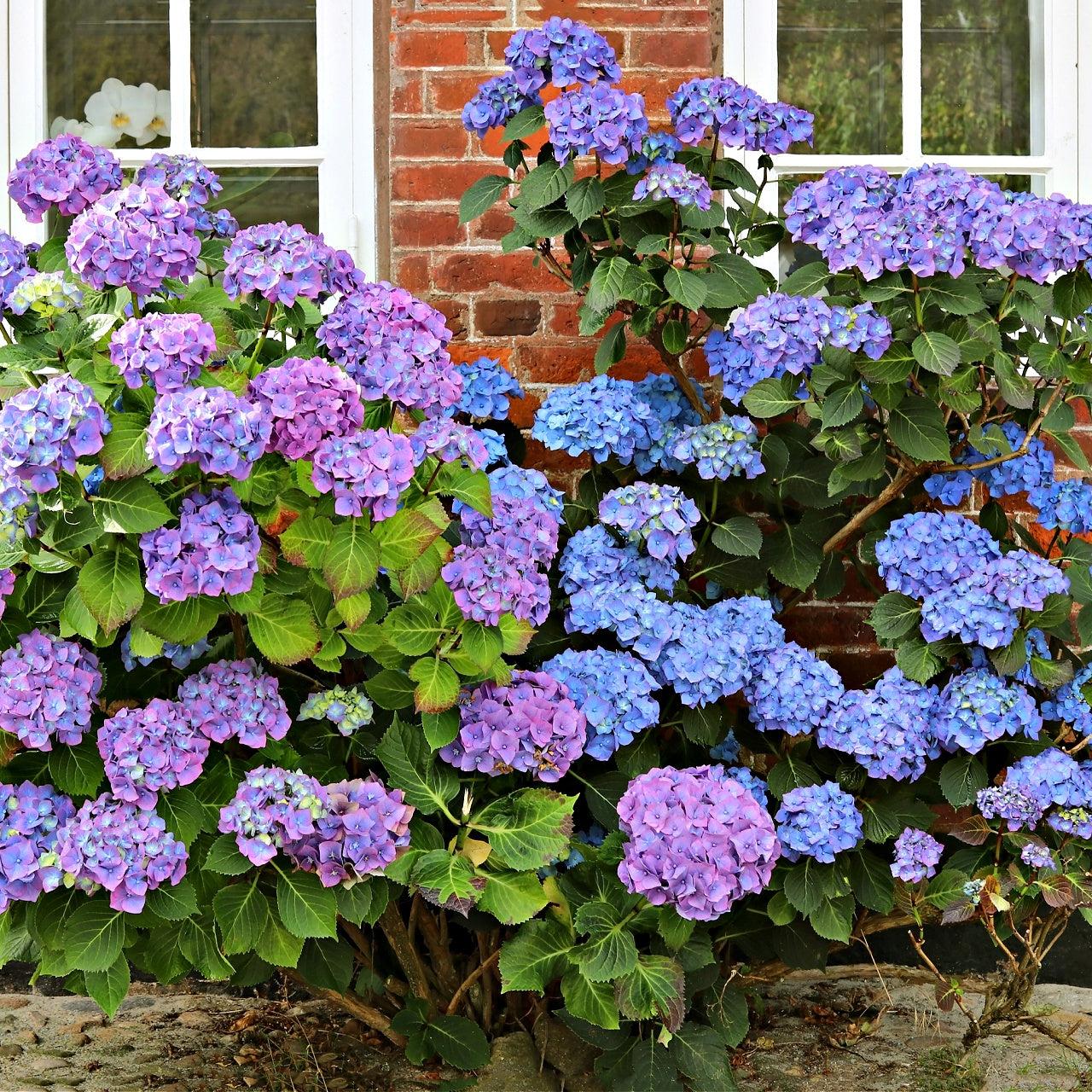 Hydrangea Macrophylla 'nikko Blue' - View 9 from www redcrocus com