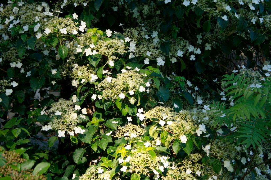 Hydrangea Petiolaris Espalier - View 10 from www redcrocus com