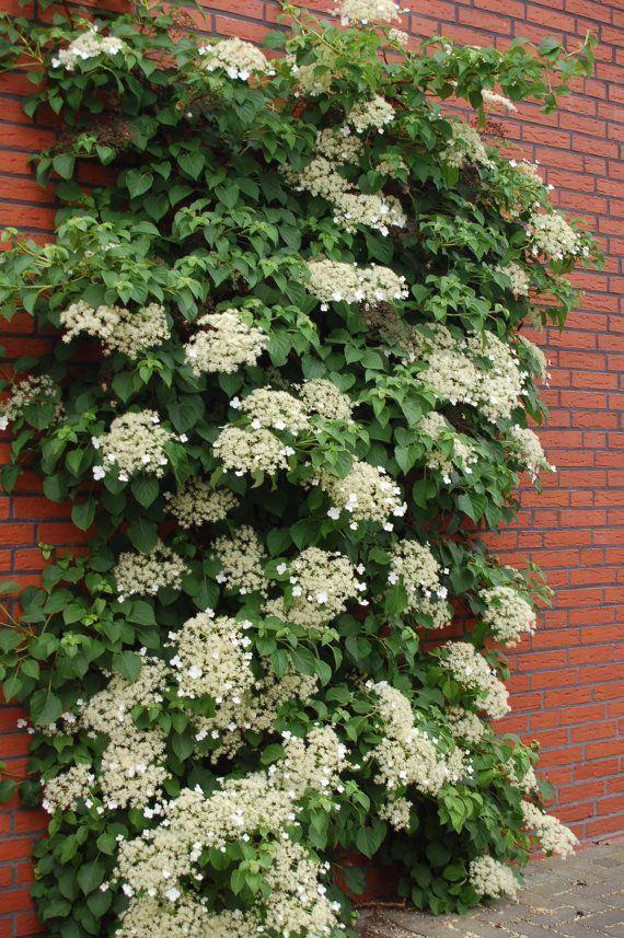 Hydrangea Petiolaris Espalier - View 11 from www redcrocus com