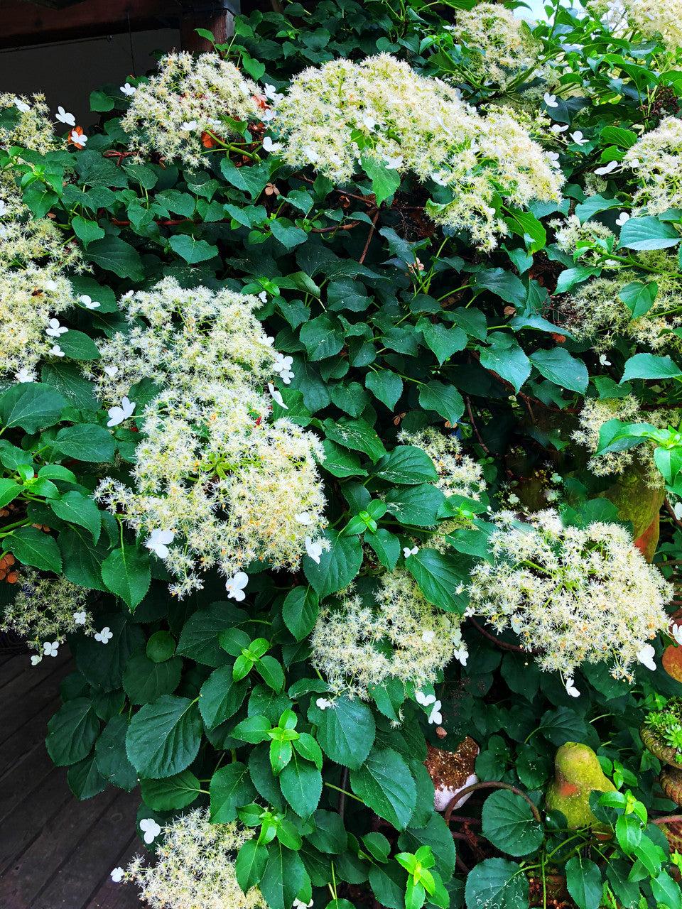 Hydrangea Petiolaris Espalier - View 13 from www redcrocus com