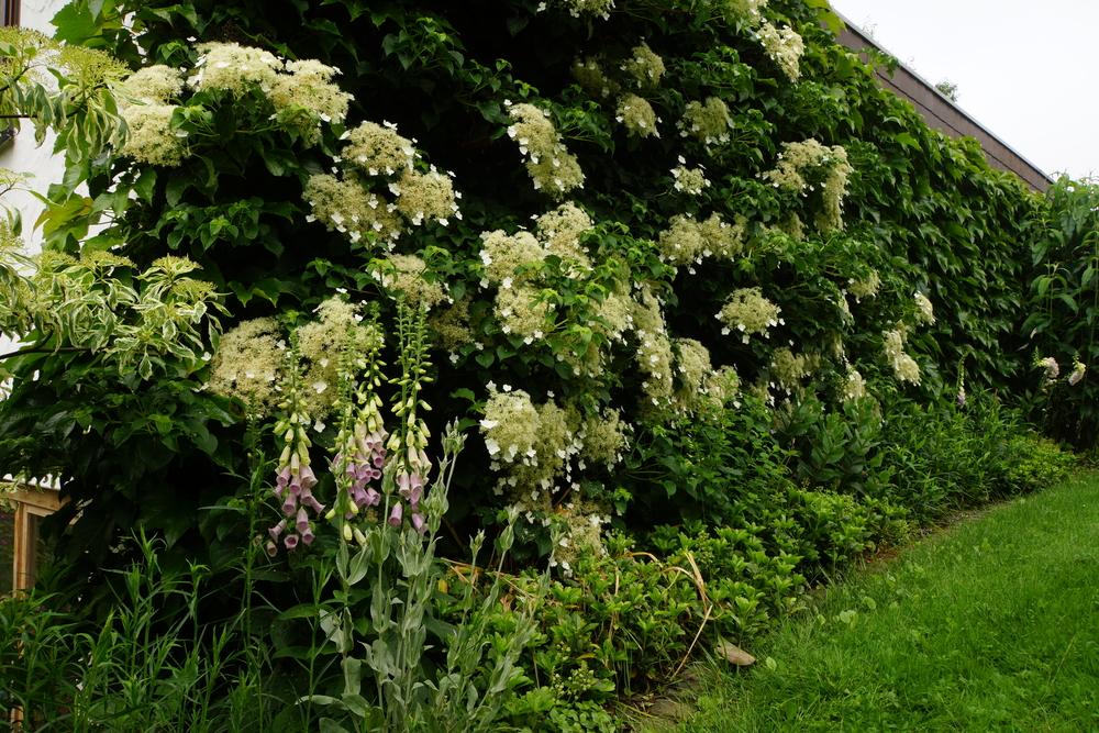 Hydrangea Petiolaris Espalier - View 16 from www redcrocus com