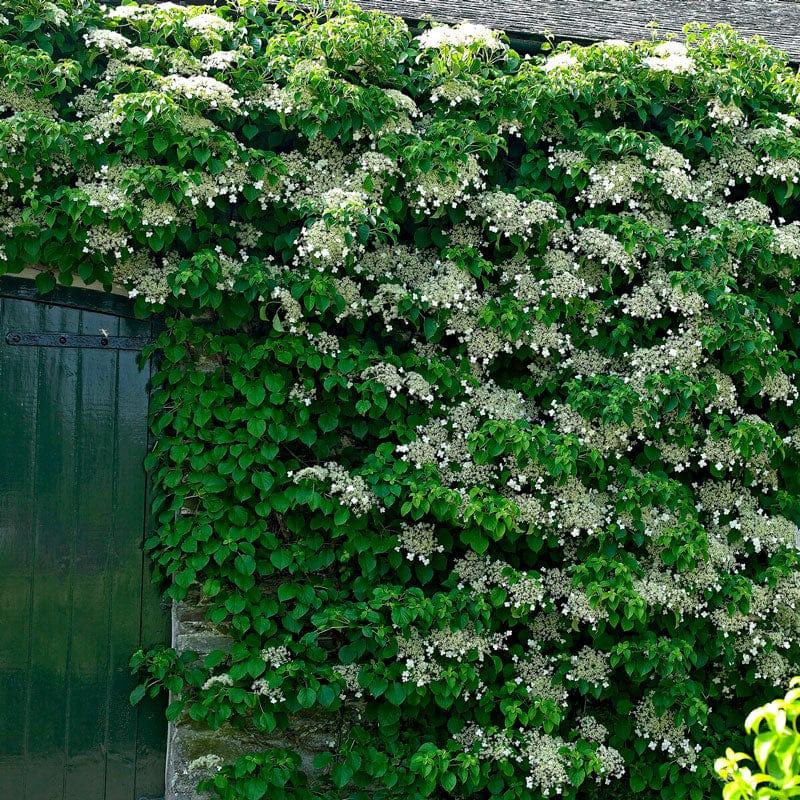 Hydrangea Petiolaris Espalier - View 17 from www redcrocus com