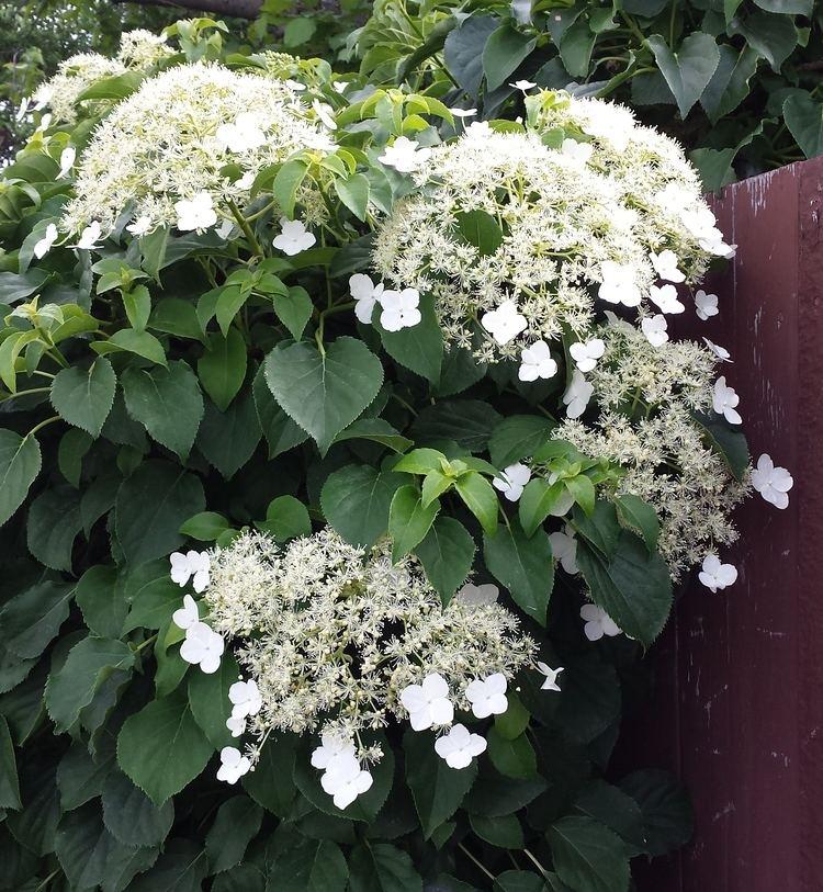 Hydrangea Petiolaris Espalier - View 4 from www redcrocus com