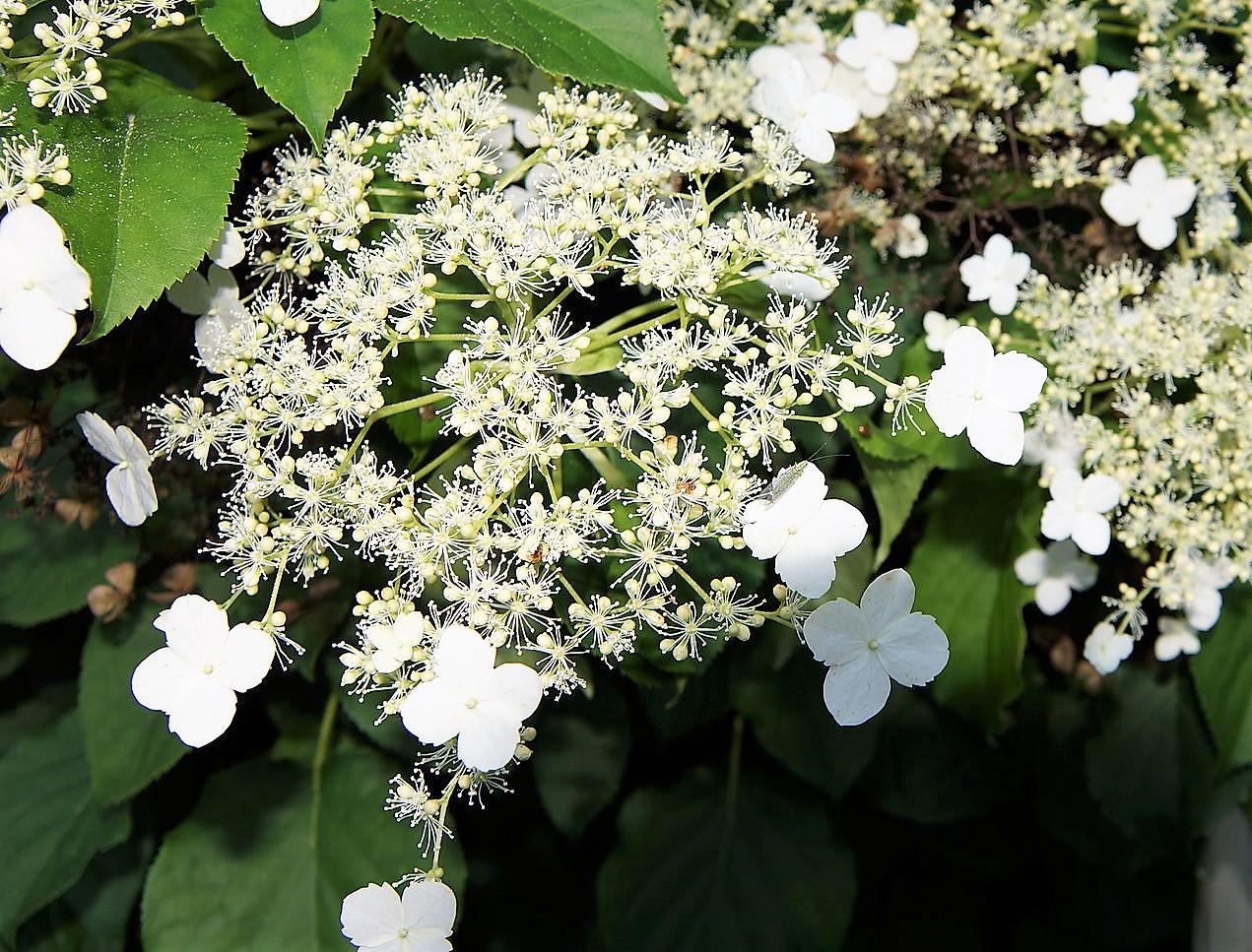 Hydrangea Petiolaris Espalier - View 6 from www redcrocus com