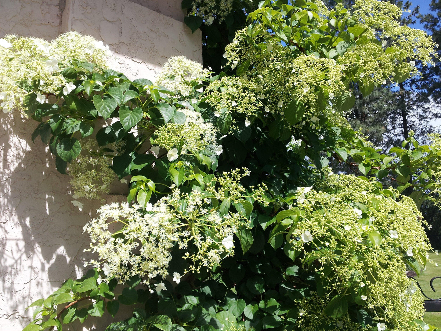 Hydrangea Petiolaris Espalier - View 7 from www redcrocus com