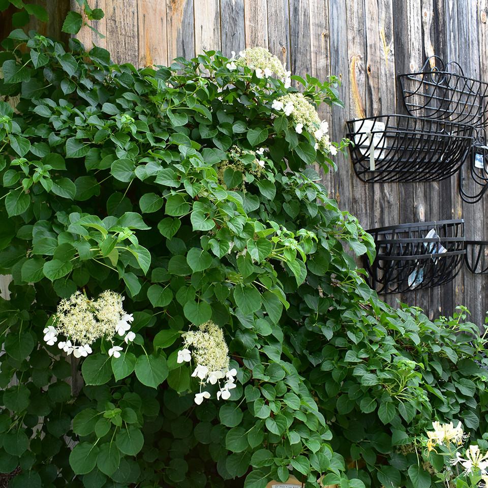 Hydrangea Petiolaris Espalier - View 8 from www redcrocus com