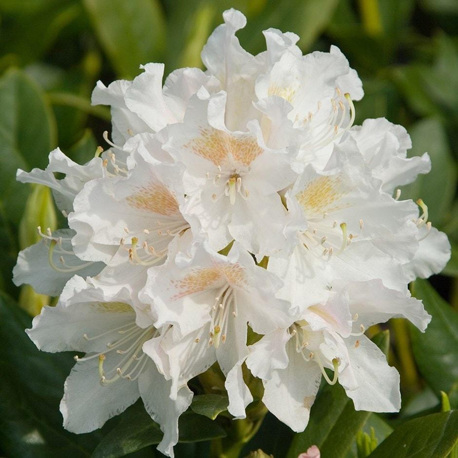 Rhododendron Cunningham S White - View 13 from www redcrocus com