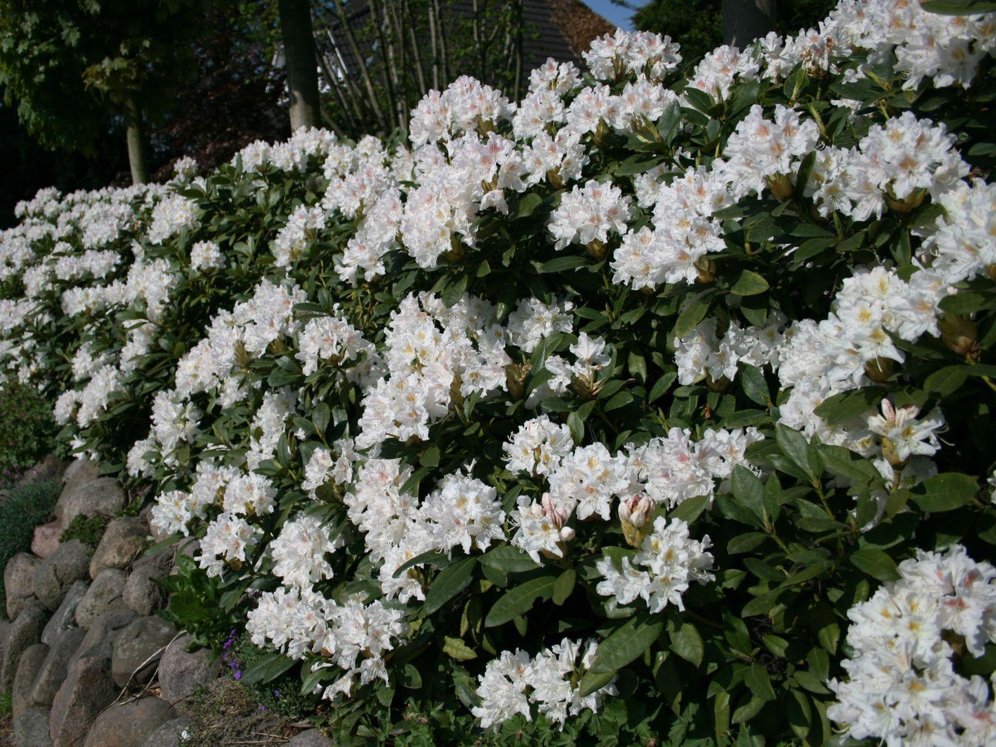 Rhododendron Cunningham S White - View 15 from www redcrocus com