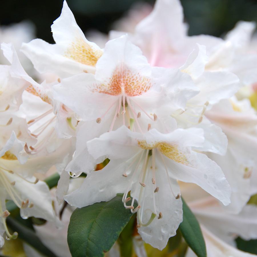 Rhododendron Cunningham S White - View 18 from www redcrocus com