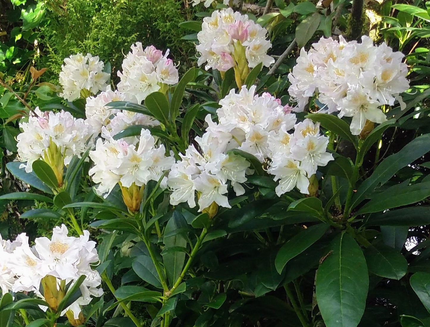 Rhododendron Cunningham S White - View 19 from www redcrocus com