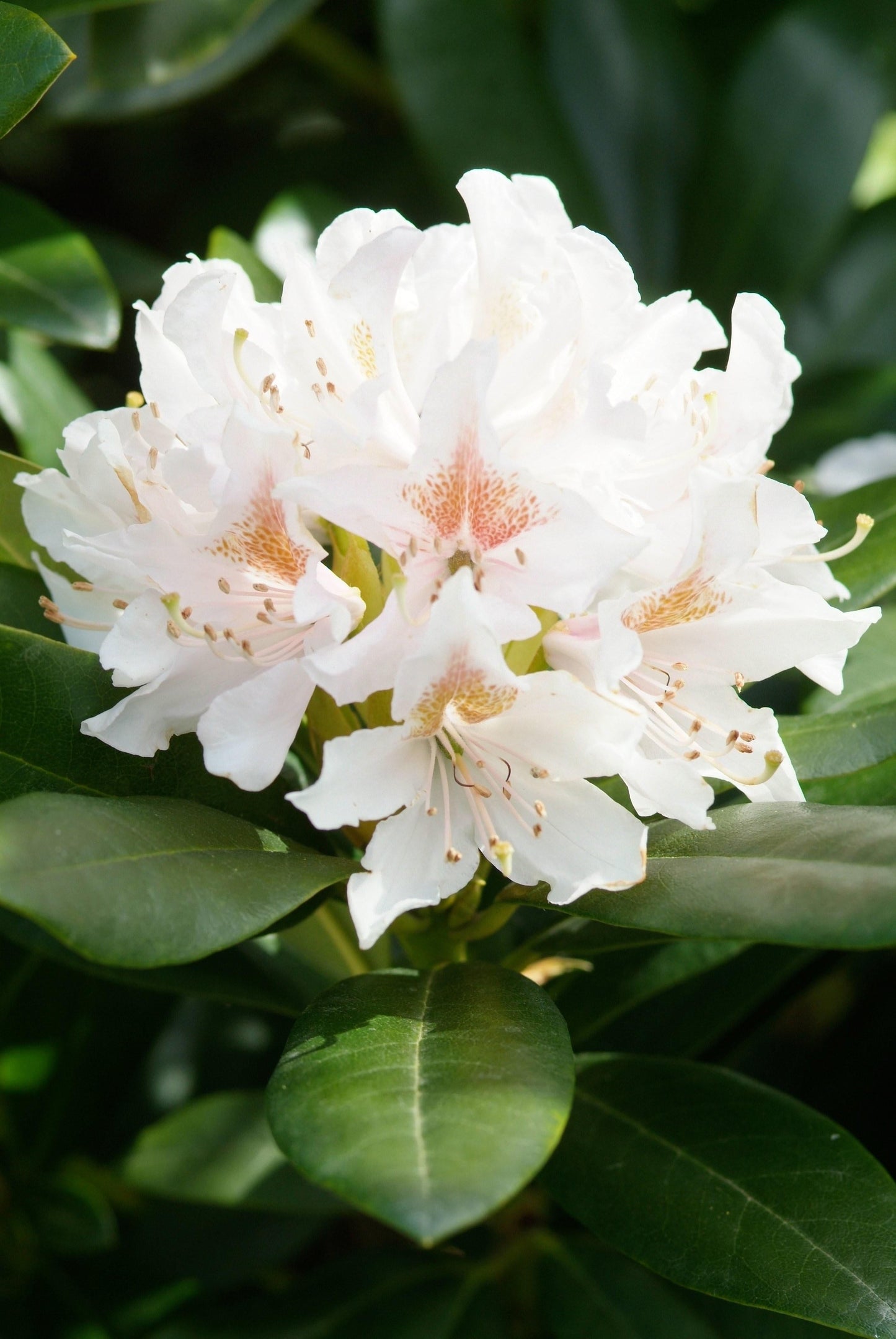 Rhododendron Cunningham S White - View 9 from www redcrocus com