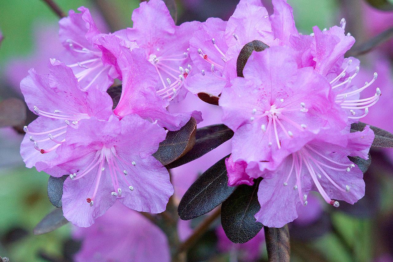 Rhododendron Pjm Elite - View 10 from www redcrocus com