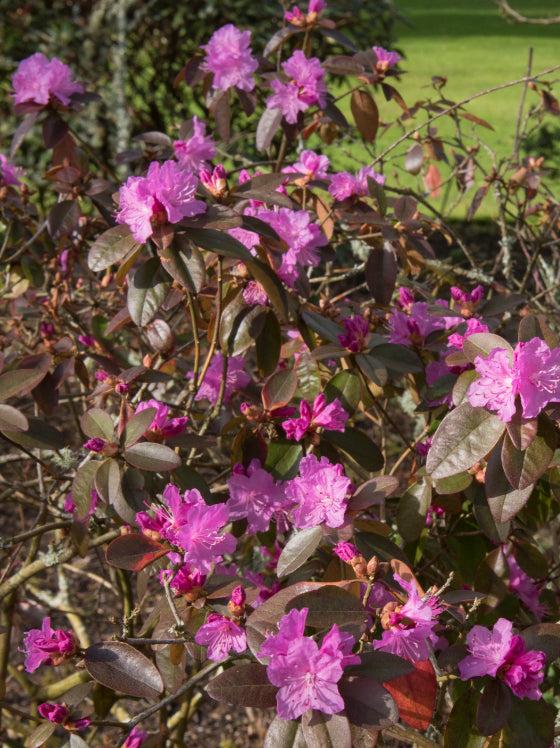 Rhododendron Pjm Elite - View 11 from www redcrocus com