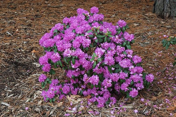 Rhododendron Pjm Elite - View 12 from www redcrocus com