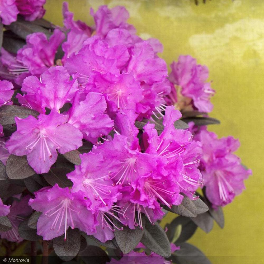 Rhododendron Pjm Elite - View 14 from www redcrocus com