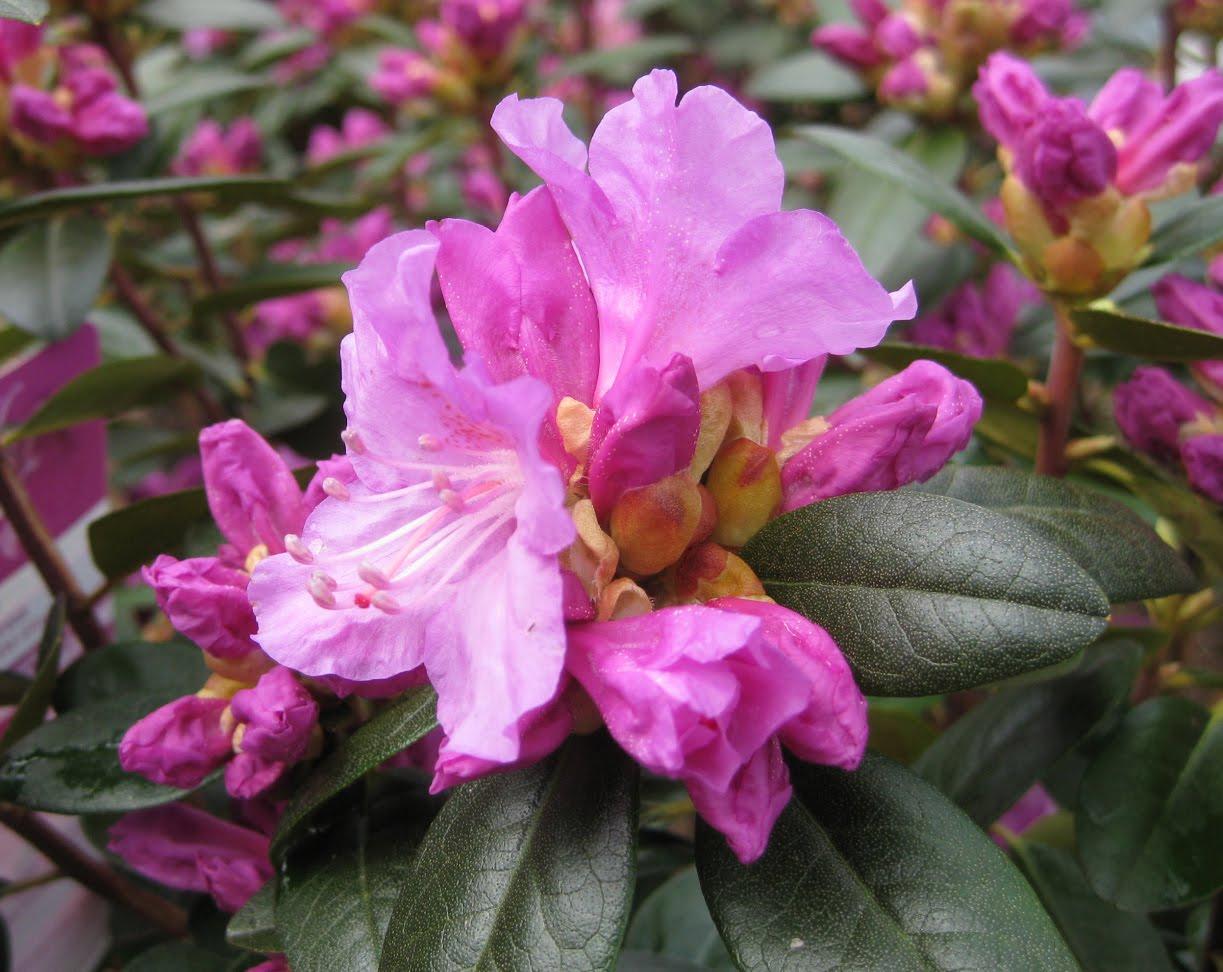 Rhododendron Pjm Elite - View 15 from www redcrocus com