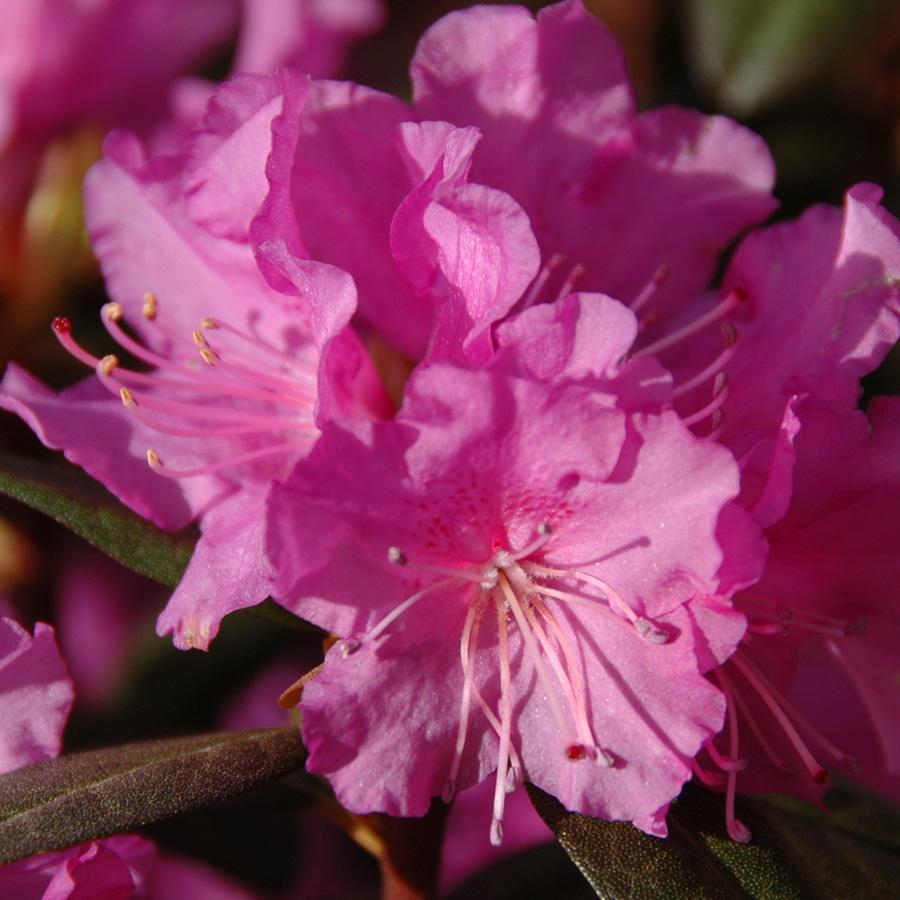 Rhododendron Pjm Elite - View 16 from www redcrocus com