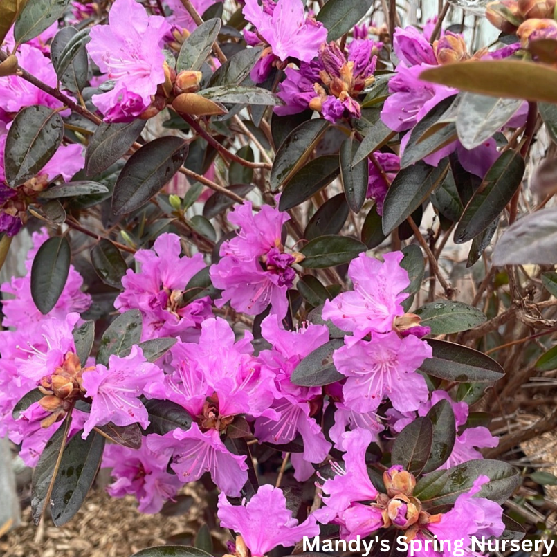 Rhododendron Pjm Elite - View 17 from www redcrocus com