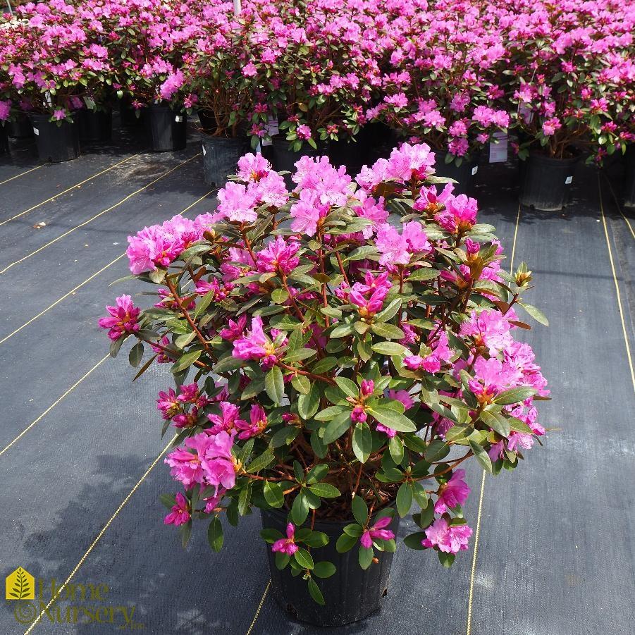 Rhododendron Pjm Elite - View 2 from www redcrocus com