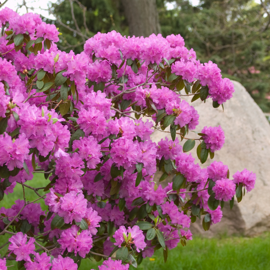 Rhododendron Pjm Elite - View 5 from www redcrocus com