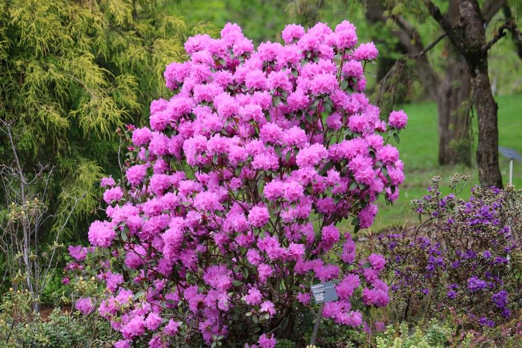 Rhododendron Pjm Elite - View 5 from www redcrocus com