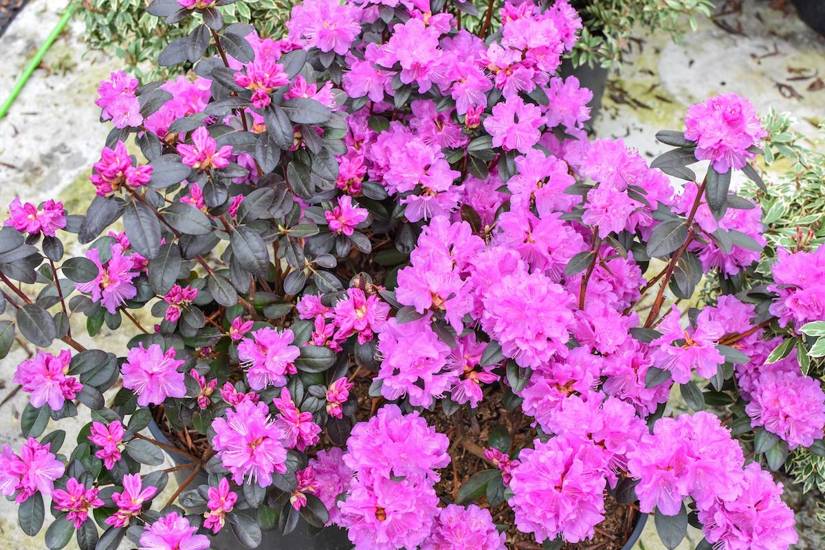 Rhododendron Pjm Elite - View 6 from www redcrocus com