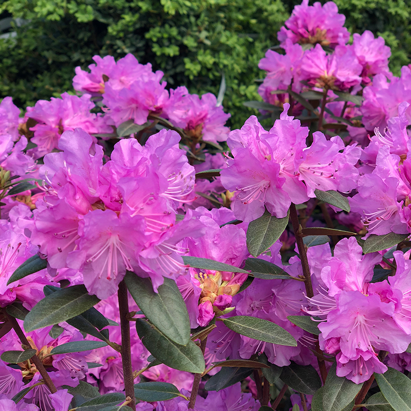 Rhododendron Pjm Elite - View 7 from www redcrocus com