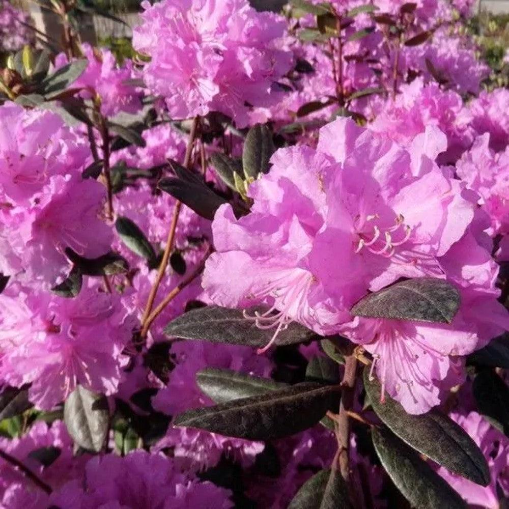 Rhododendron Pjm Elite - View 7 from www redcrocus com