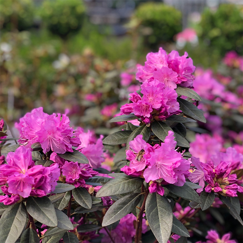 Rhododendron Pjm Elite - View 9 from www redcrocus com