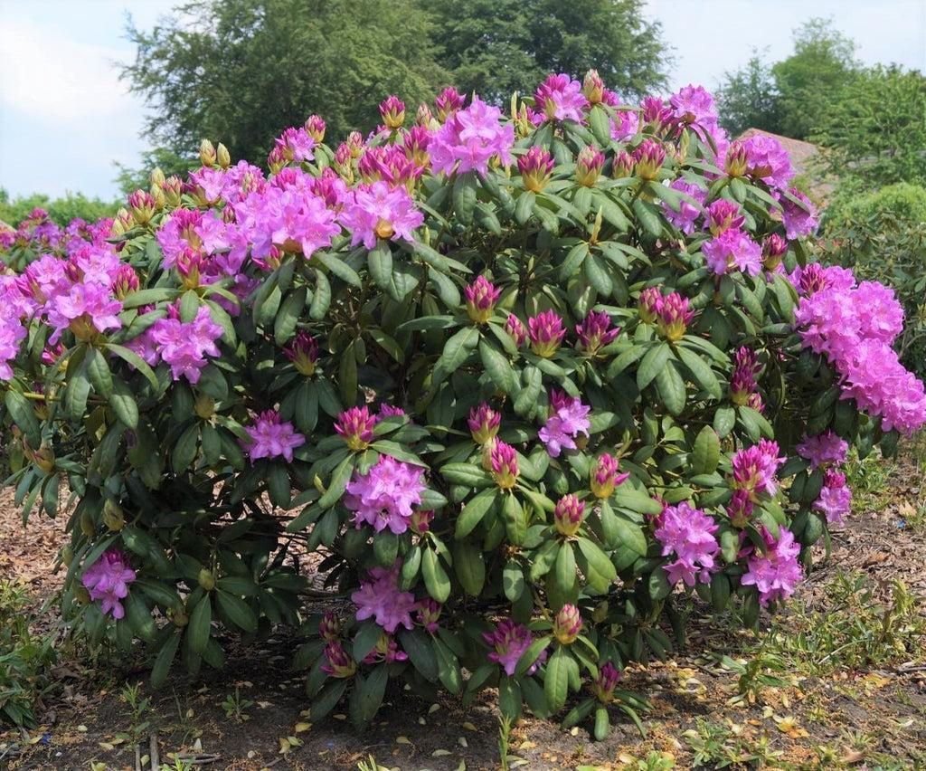Rhododendron Roseum Elegans - View 10 from www redcrocus com