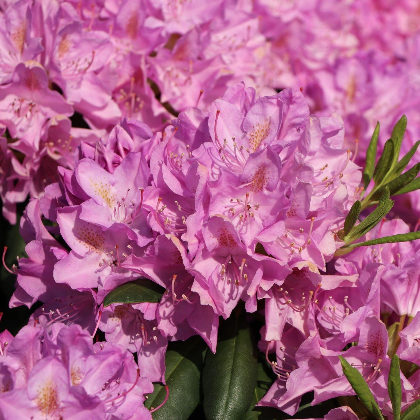 Rhododendron Roseum Elegans - View 13 from www redcrocus com