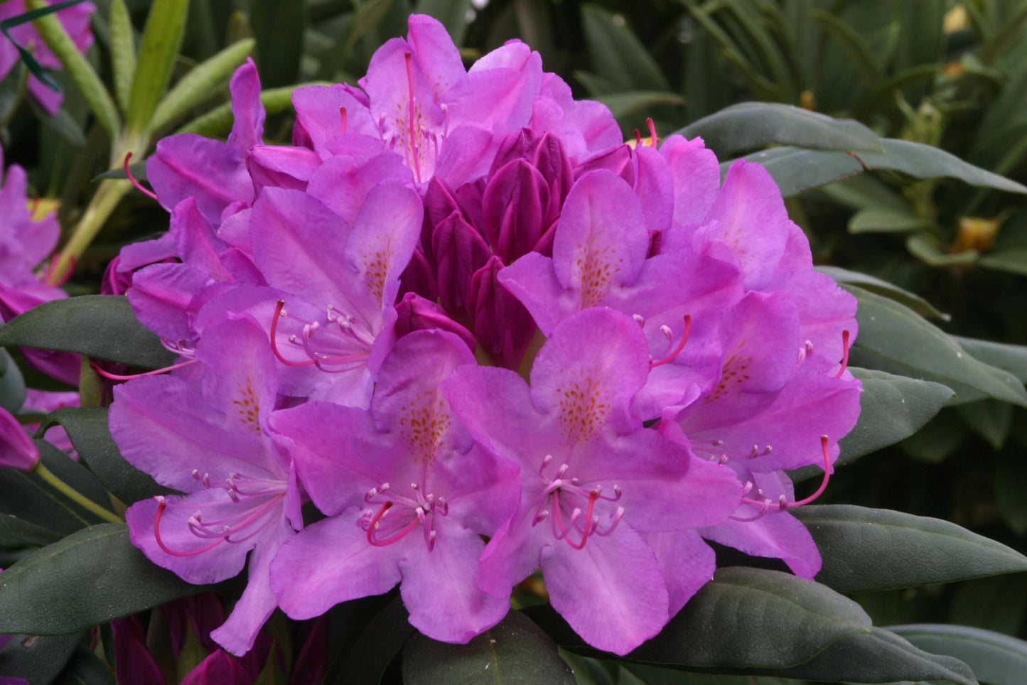 Rhododendron Roseum Elegans - View 15 from www redcrocus com