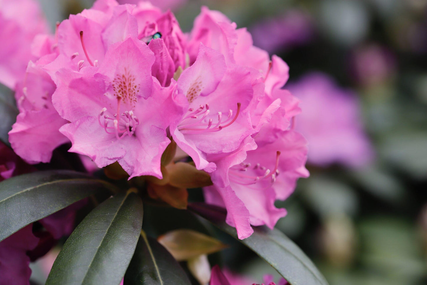 Rhododendron Roseum Elegans - View 16 from www redcrocus com
