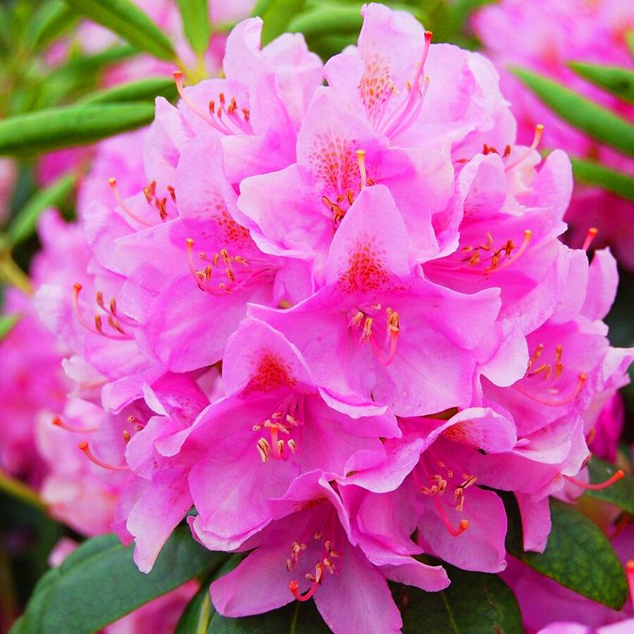 Rhododendron Roseum Elegans - View 18 from www redcrocus com