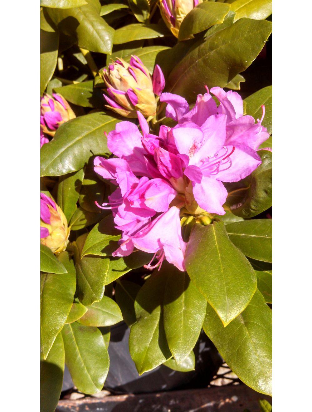 Rhododendron Roseum Elegans - View 20 from www redcrocus com