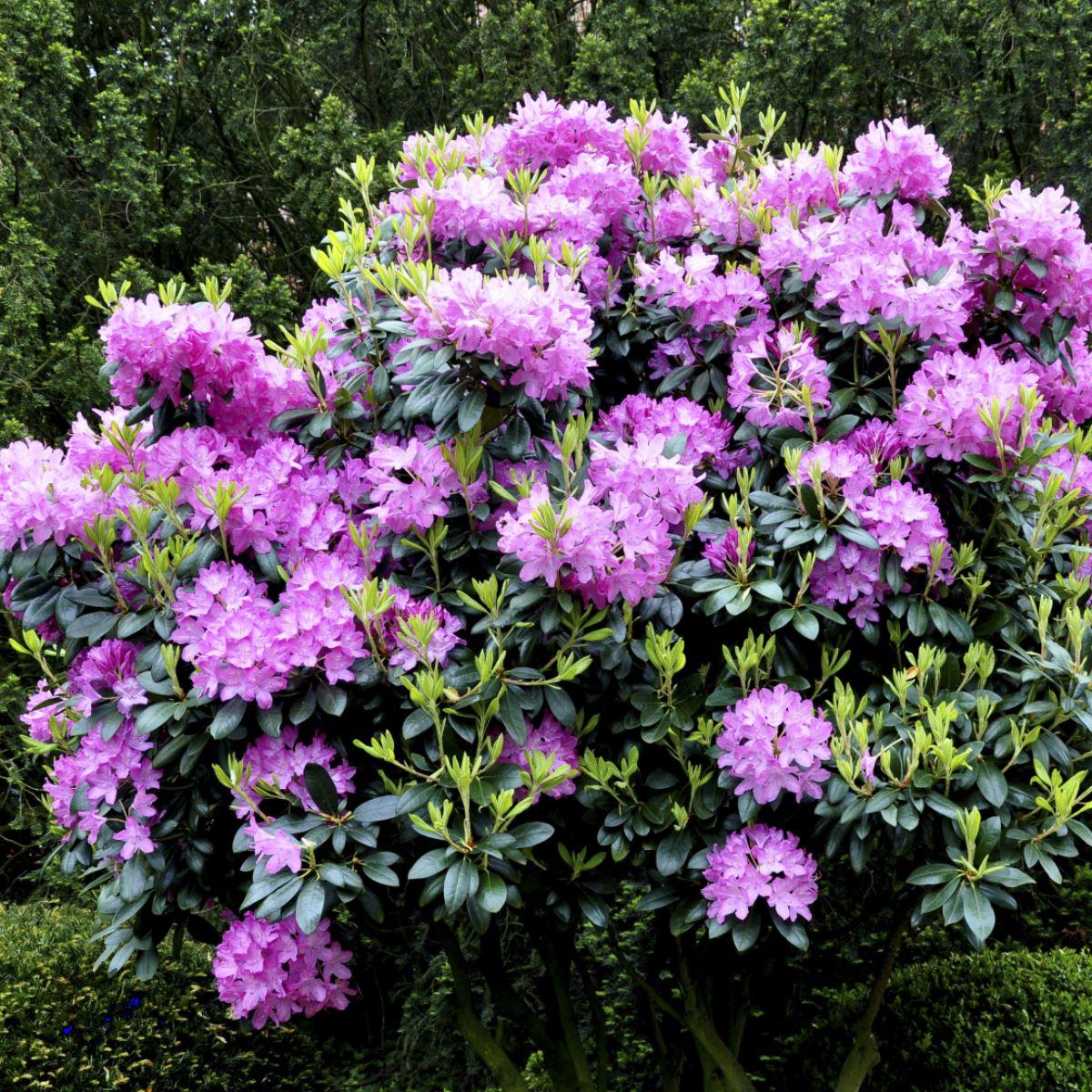 Rhododendron Roseum Elegans - View 2 from www redcrocus com