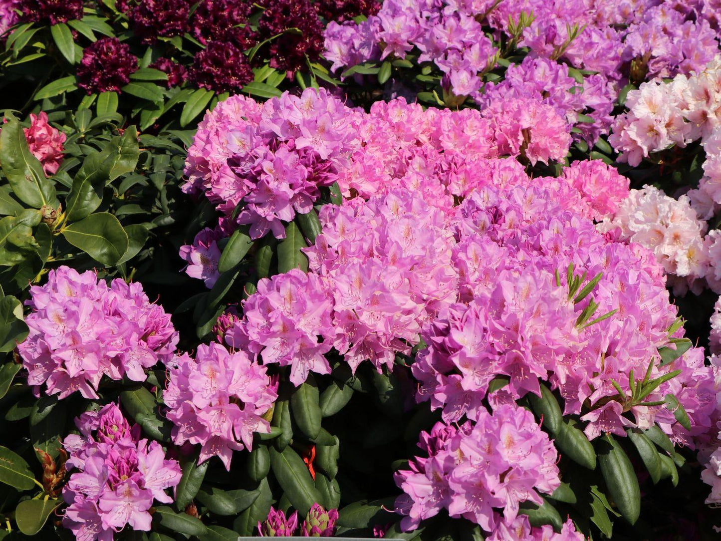 Rhododendron Roseum Elegans - View 3 from www redcrocus com